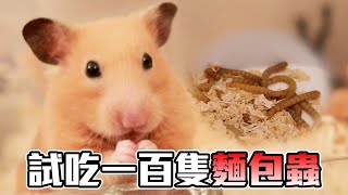 【維鼠日記】倉鼠試吃一百隻麵包蟲結果竟然?【維特】#85