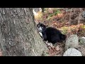 遠くから来た人が飼い主だと気付いてテンション上がる猫