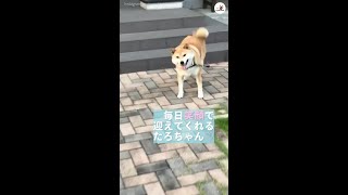 【忠犬だ♡】飼い主さんを見つけると、笑顔で近づいてきてくれる柴犬…(〃∇〃)♡