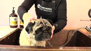 How to groom your Pug.