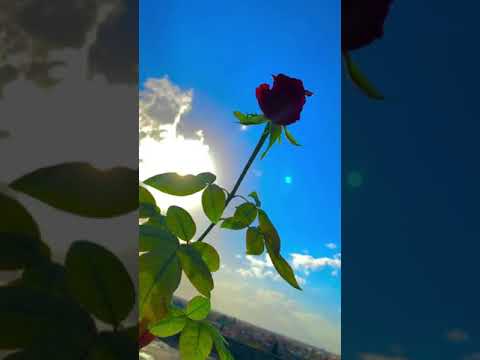 Xwştrîn Sitrana Kurdî 2022 اجمل اغنيه كردية Abdi Seyfaldin 