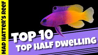 Top 10 Top Half Dwelling Saltwater Fish