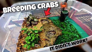 Breeding fiddler Crabs *Update*