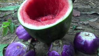 Survival skills: Primitive life finding food for survive - Cooking food in watermelon