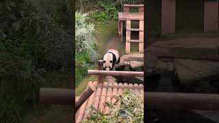 러바오는 심심해요😳 언릉 들어가서 할부지랑 놀고 싶다구요🐼 #healing #panda #러바오 #에버랜드 by 아름다운 마무리 455 views 1 month ago 3 minutes, 4 seconds
