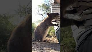 Curious Quokka lick then bite