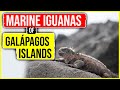 Marine Iguanas of the Galápagos Islands 4K