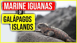 Marine Iguanas of the Galápagos Islands 4K