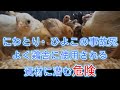 鶏舎内で鶏・ひよこの事故死！？よく使用される身近な資材に潜む危険について【解説動画】