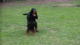 Forester's of Darkmoor (Gordon Setter)