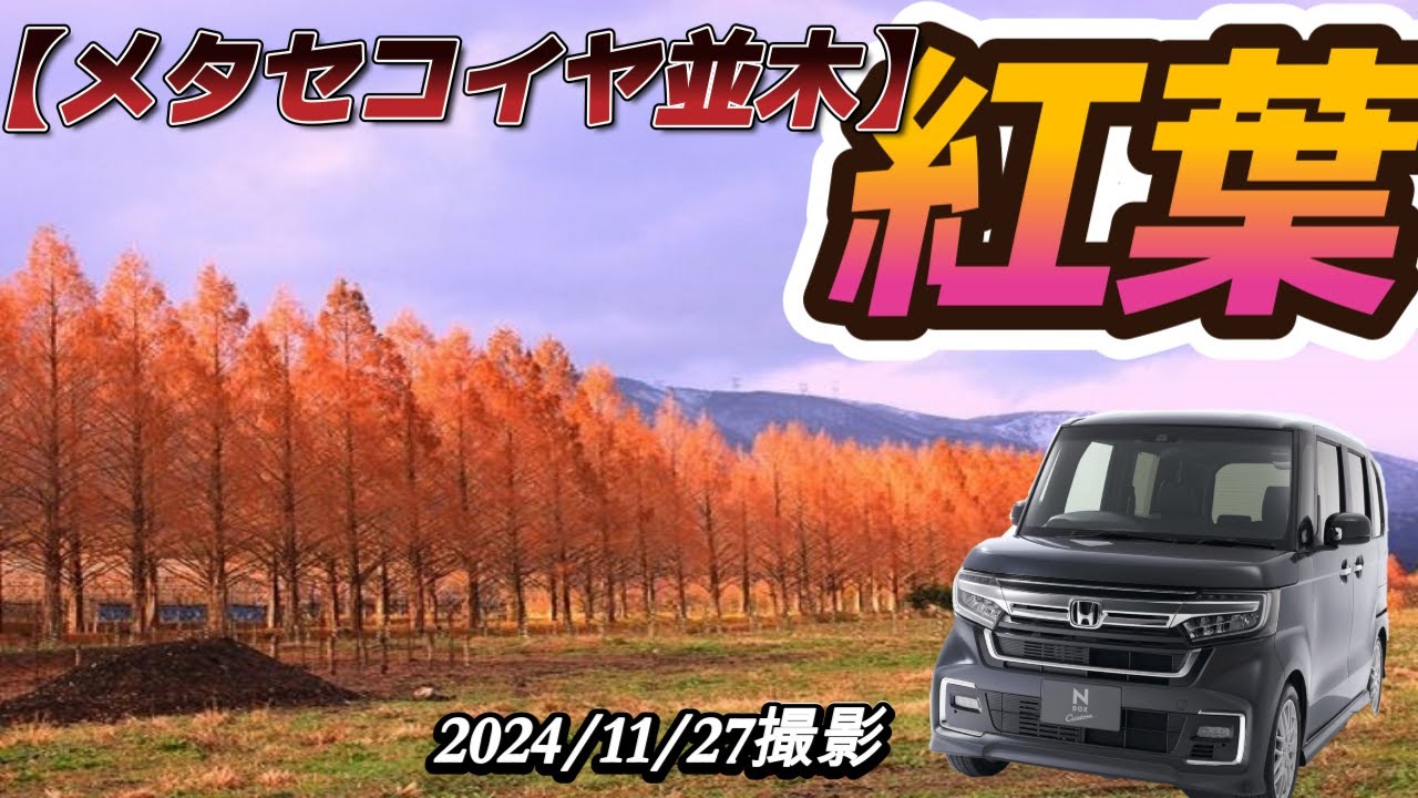 秋の紅葉【メタセコイヤ並木】編　HONDA N-BOX(^^)/