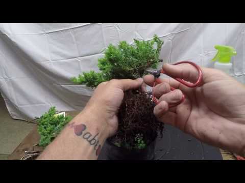 Japanese Dwarf Juniper Bonsai Tree Styling For Beginners How To