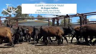 Cluain Livestock 31 Angus Heifers