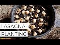 How to Layer Spring Flowering Bulbs (Lasagna Planting) // Forcing Spring Flowering Bulbs Indoors