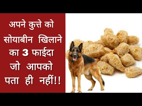 कुत्ते को सोयाबीन खिलाने से 3 फाईदा / Amazing benefits of feeding Soyabean to dog