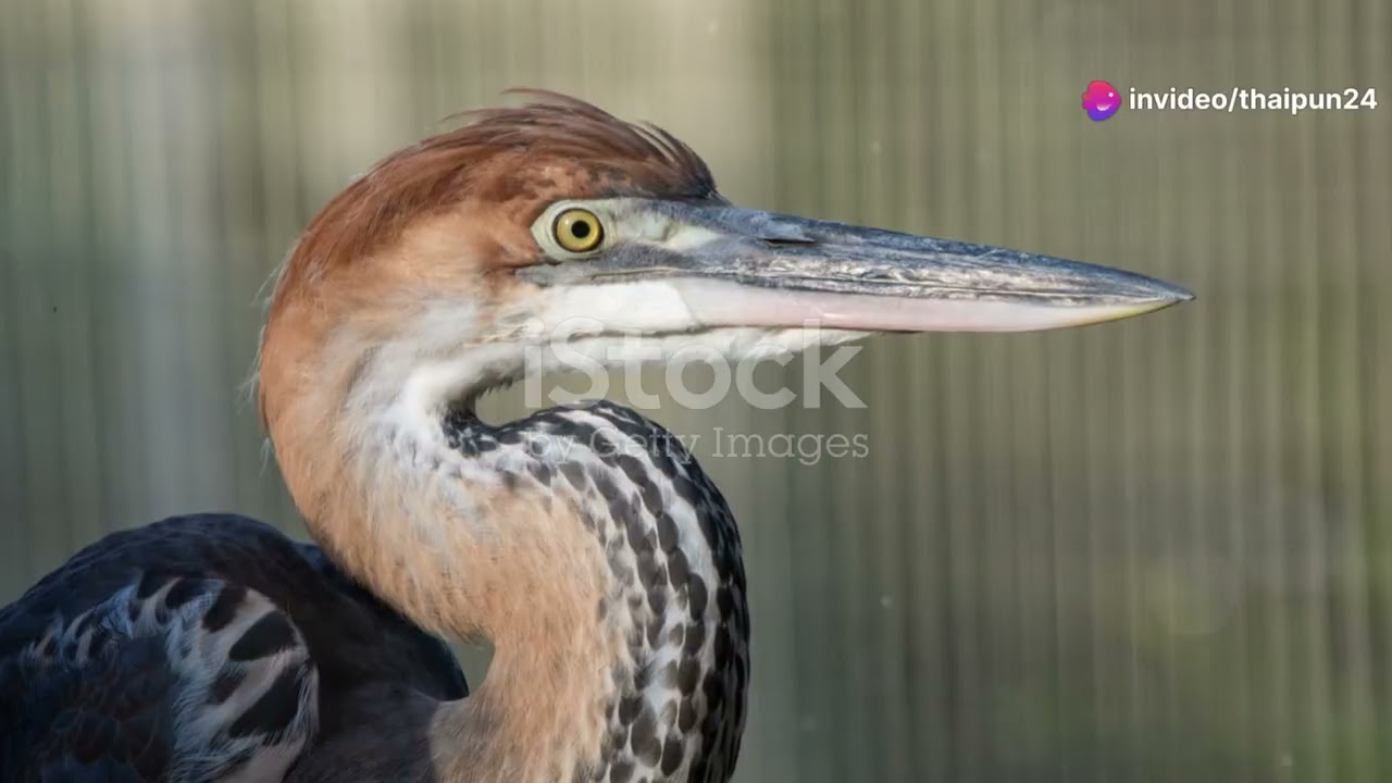 Birdwatching Safari: Discovering Zimbabwe's Avian Delights 