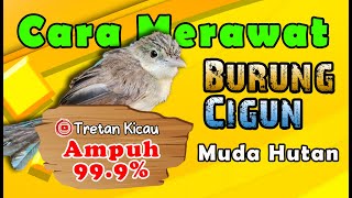 Tips ampuh cara merawat burung cigun atau ciblek gunung muda hutan!