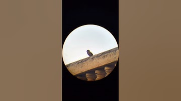 Zooming on bird through spotting scope #ZoomingSeries #zoomtest