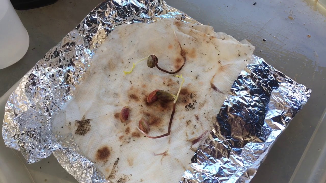 How To Grow Pistachios From The Seed 