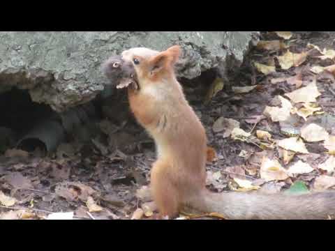 Видео: У белки ценная находка - 松鼠有一个有价值的发现。- The squirrel has a valuable find
