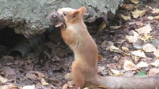 У белки ценная находка - 松鼠有一个有价值的发现。- The squirrel has a valuable find