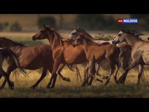 Video: Najzaujímavejšie Fakty O Arabských Koňoch