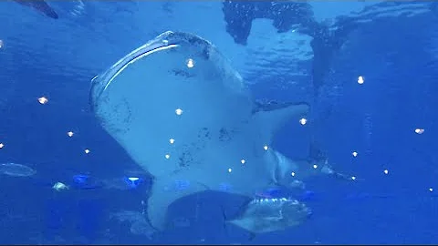 Georgia Aquarium Prom 2019 | VLOG