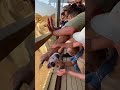 Lioness Drags Piglet… Then Tourists Do This 😱