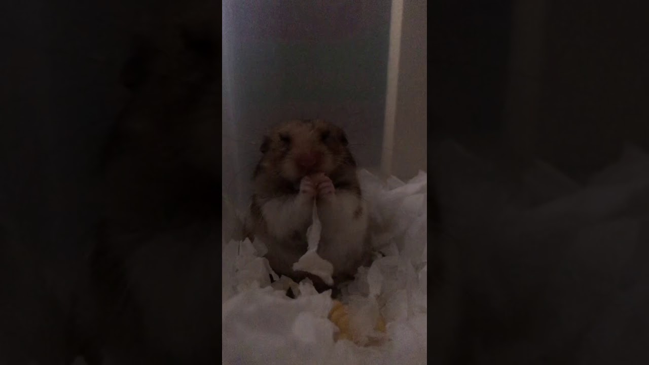 Hamster hiccup sounds