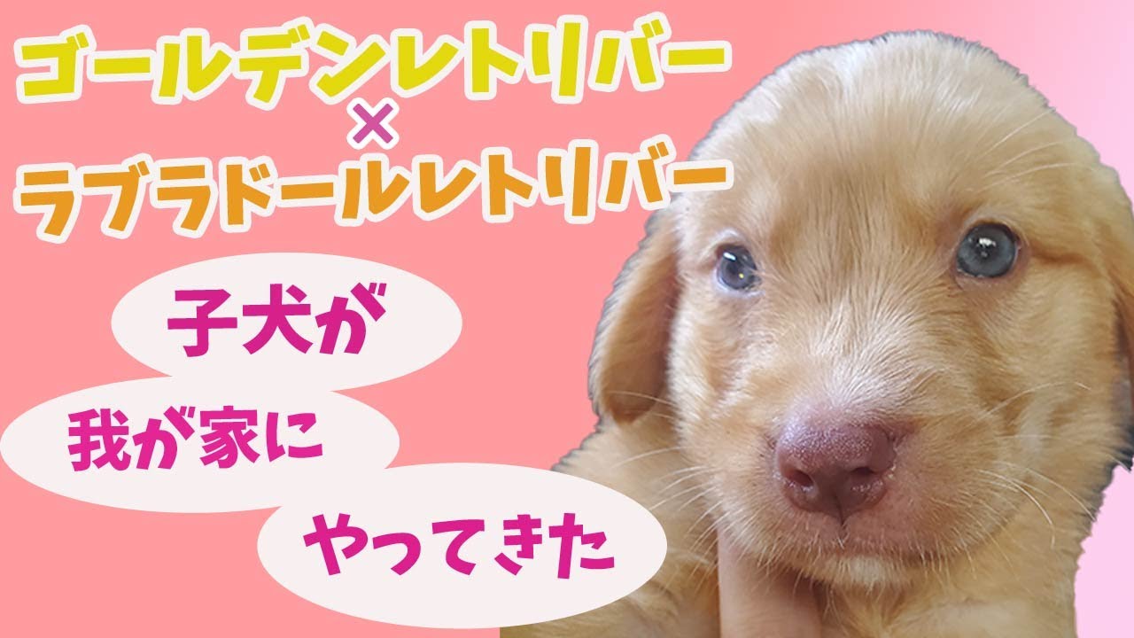 ゴールデンレトリバー ラブラドールレトリバーのミックス犬 パピーコングで遊ばせたら夢中になりすぎたシエル Youtube