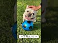 笑顔100点満点の犬を見てほしい【フレブル フレンチブルドッグ】