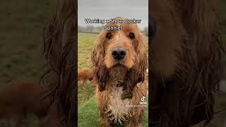 Working Er Vs Show Er Spaniel