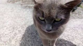 ティッシュバトルの某猫、猫島にも居た!
