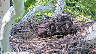 USS Bald Eagle Cam 1 on 5-10-26 @ 15:08 Sid Moves some bark around Maz watches