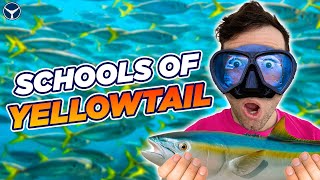 Spearfishing Yellowtail in San Diego (Catch Clean Cook)