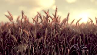 Wheat grass field made in cinema 4d and Redshift