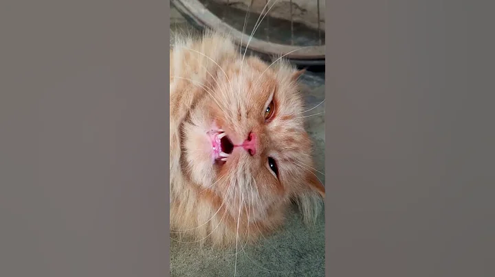 Watch the video about Persian Kitten Talking to Me 😺 Cat voice | Cat sound | Persian cat | part number 3