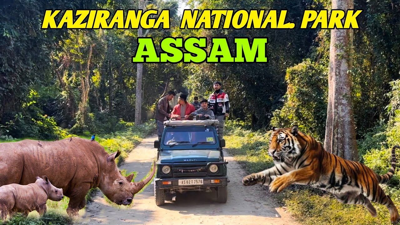 Kaziranga National Park | Kaziranga National Park Assam | Kaziranga National Park Safari | Assam 