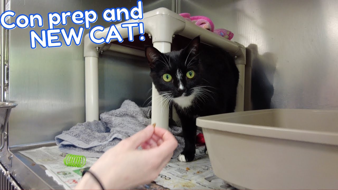 ADOPTING A NEW CAT And CON PREP WITH US Art Vlog 4 YouTube adopting-a-new-cat-and-con-prep-with-us-art-vlog-4-youtube