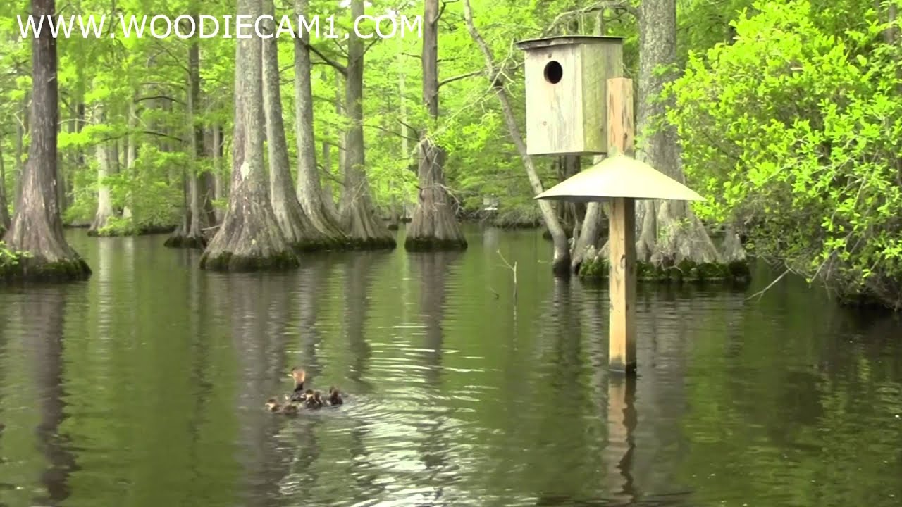 Hooded Merganser and Wood Duck babies skydive. 5814 YouTube