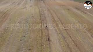 LIEBRES Y GALGOS CYL  TEMPORADA 25 26     25