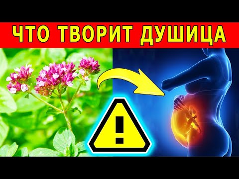 Душица лечебные свойства, польза и вред орегано