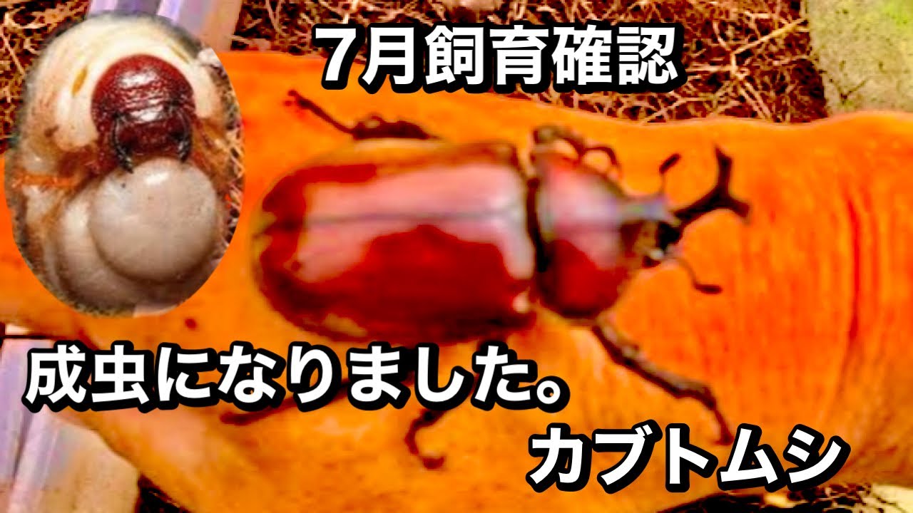maxresdefault.jpg
