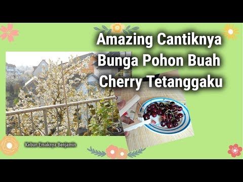 Video: Apakah pohon sakura menghasilkan buah ceri?