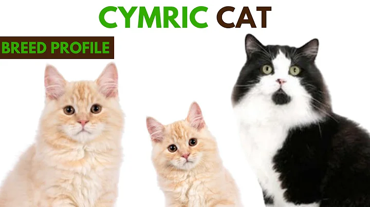 Video 11852171: cat breed, cat grooming