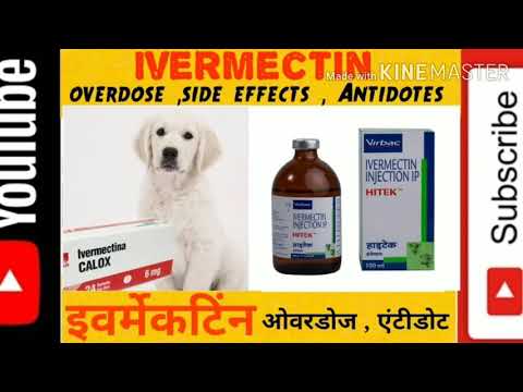 Ivermectin overdose in dogs , side effects । कुत्तों में इवर्मेक्टिन का ओवरडोज  । (vid-149)