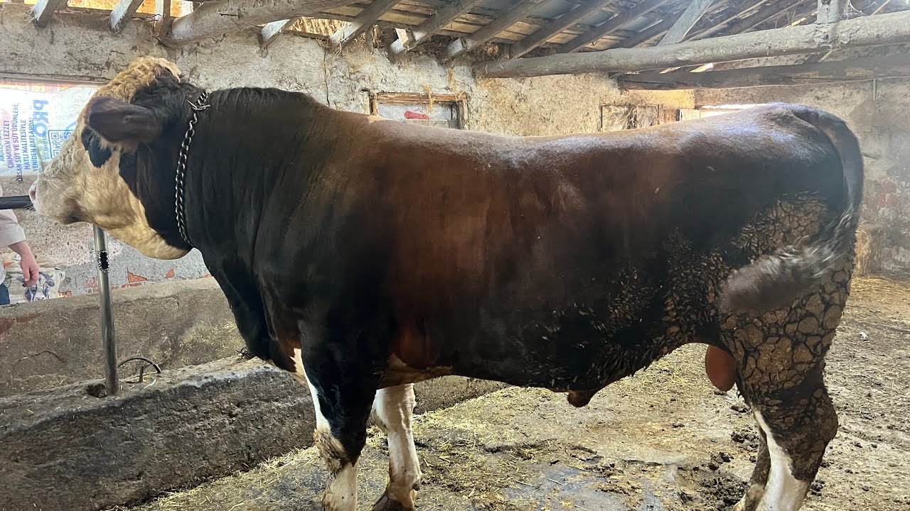 Paşamız SATILDI :( Tosunumuzu Canlı Tarttık Kilosu Ne Geldi? Tosunumuz Kesime Gitti Paşamıza Veda