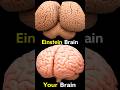 Secrets of Einstein's Brain 🧠