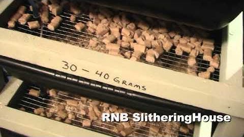 Sorong Green Tree Pythons