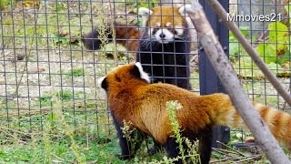 今日は隣がエイタです~Red Pandas